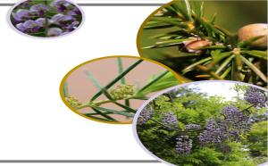 산림식물 16종 신품종 심사기준 마련을 위한 초석 다지다.