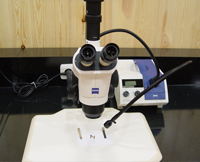 전자현미경을 이용한 종자의 외형 파괴 및 균열 검사