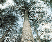 본 사진은 소나무 수형목(plus tree)으로 수형목이란 채종원 및 채수포의 조성에 필요한 접수와 삽수 등을 채취하기 위해 지정된 우수한 형질의 나무를 말한다. 