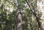 채종원 및 채수포의 조성에 필요한 접수와 삽수 등을 채취하기 위해 선발 지정된 우수한 형질의 느티나무 수형목
