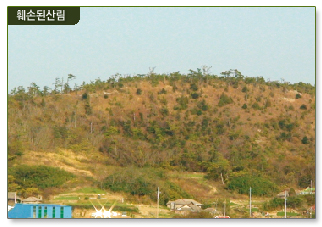 훼손된 산림