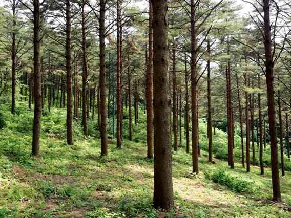 삼봉산 경제림육성단지