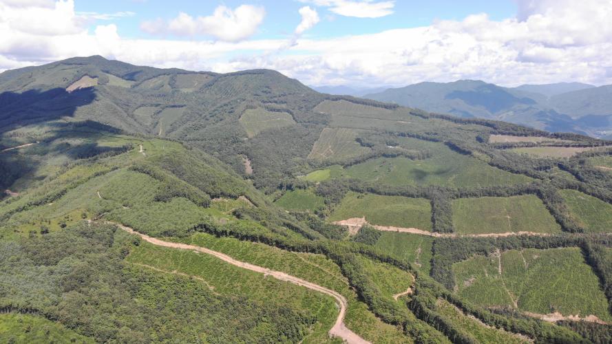 상리 우수 목재생산림