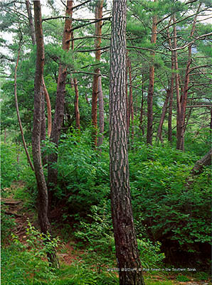 남설악의 금강소나무 숲 (Pine forest in the Southern (Mt.)Seoraksan)