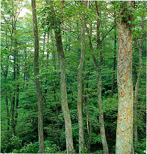 느티나무 숲 (Zelkova forest)