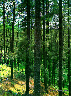 리기다 소나무숲 (Pitch pine forest)