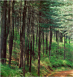 스트로브잣나무 숲(White pine forest)