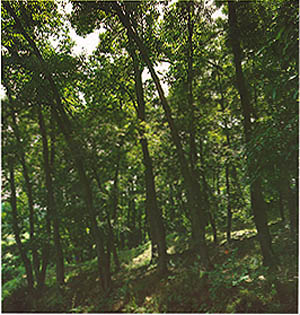 중원군 산척면 영덕리 상수리나무 숲(Sawtooth oak forest in jungwon-gun)