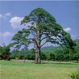 정2품,천연기념물 제103호(Jeongipumsong pine tree,Natural Monument)