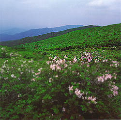 철쭉 소백산 (Blossoms of Smile Rosebay in (Mt. )sobaeksan)