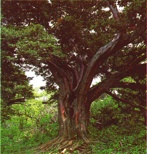 500년된 주목나무(Rigid-branch yew of 500years old)