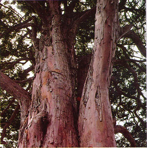 단양의 측백나무 숲, 천염기념물제62호(Oriental Arbor-vitae forest in Danyang, Natural Monument)