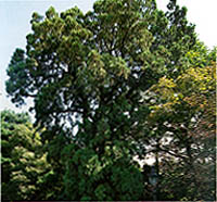 총리공관의 측백나무, 천연기념물 제255호(Oriental Arbor-vitae in the residence of prime minister, Natural Monument)