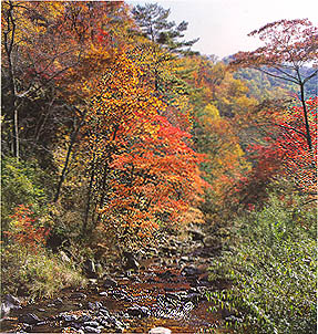 평창군 붕평면 홍정골의 가을 숲 (Autumnal scenery of forest in Hongjeonggol(valley))