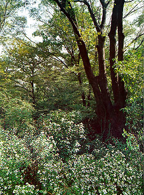 비원 숲의 정적(Tranquility of Biweonjeong(garden))