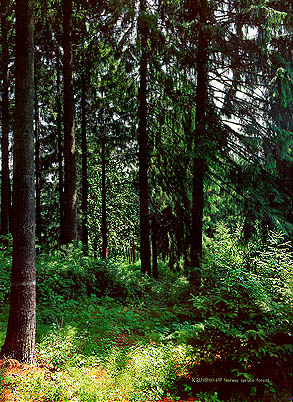 독일가문비나무(Norway spruce forest)