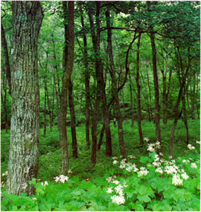 가래나무 숲(Mandshurica wainut forest)