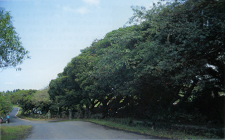 북제주 명월리 팽나무의 줄나무