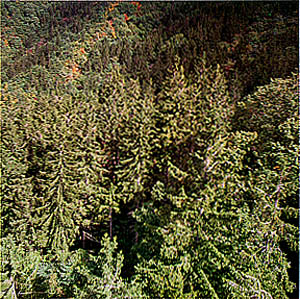 무주군 안정면 공정리 독일가문비나무 유전자보존림(Gene preservation forest of Norway spruce in Muju-gun)