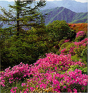 덕유산의 봄(Spring  scenery of (Mt. )Deogyusan)