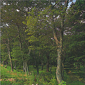 장수군 장수읍 노하리 느티나무 숲(Zelkova tree in jangsu-gun)