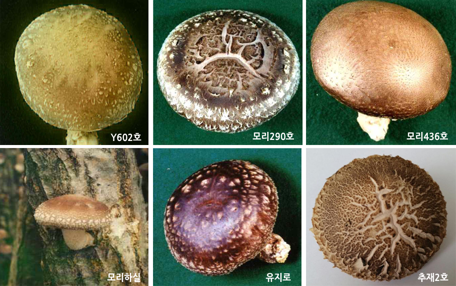 표고버섯 유통시장 투명화에 ‘청신호’ 이미지1