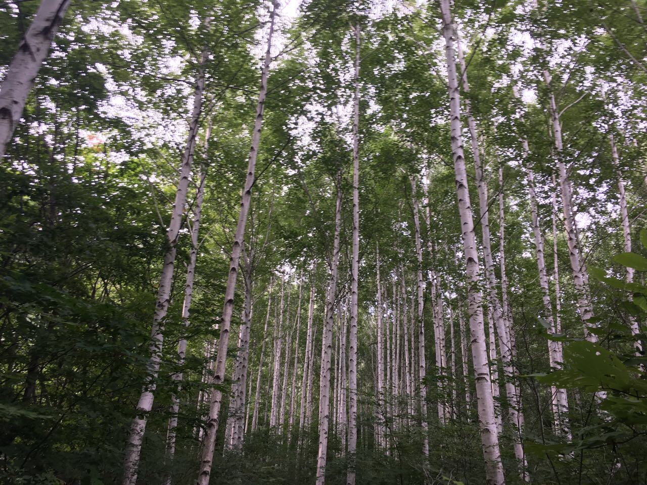 국립산림품종관리센터, ‘어미 자작나무 선발 대회 개최’ 이미지2