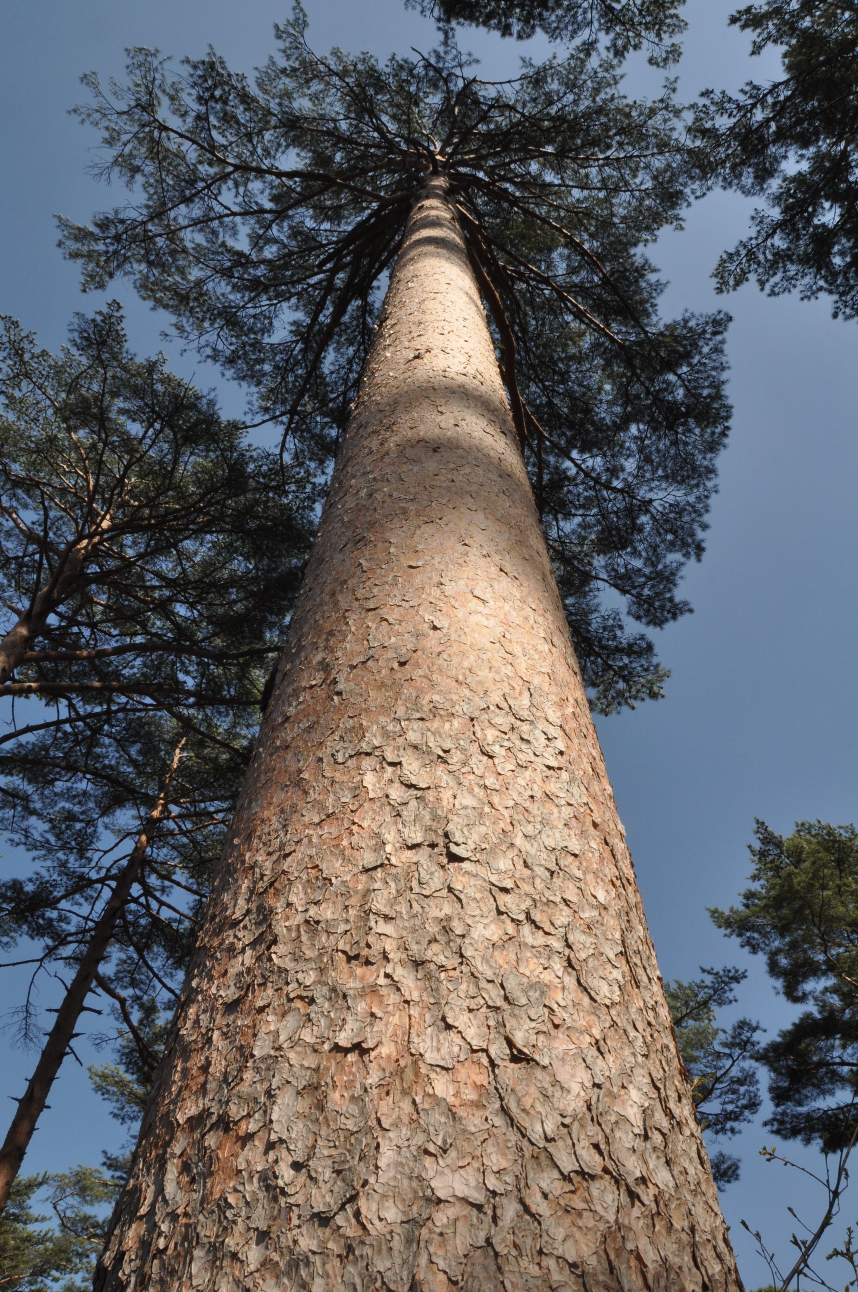 국립산림품종관리센터, 우수한 형질의 나무 선발 이미지1