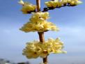 이른 봄을 향기롭게 하는 신품종 미선나무 ‘옥황1호’