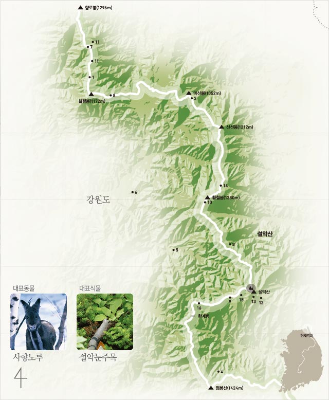10구간 (한계령~설악산~향로봉) | 대표동물:사향노루 | 대표식물:설악눈주목
