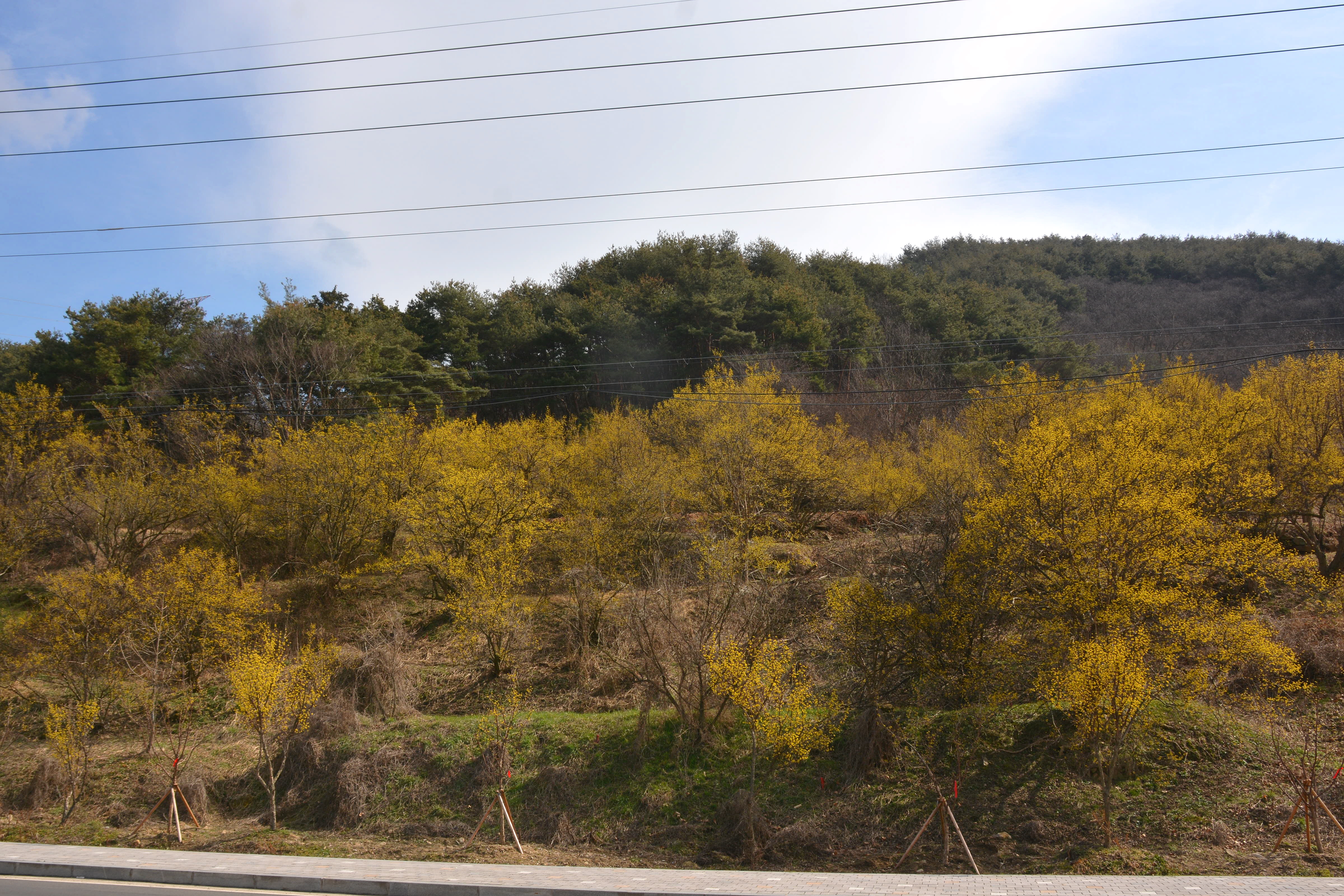 봄의 전령, 노란 산수유 꽃이 활짝 피었습니다. 이미지1