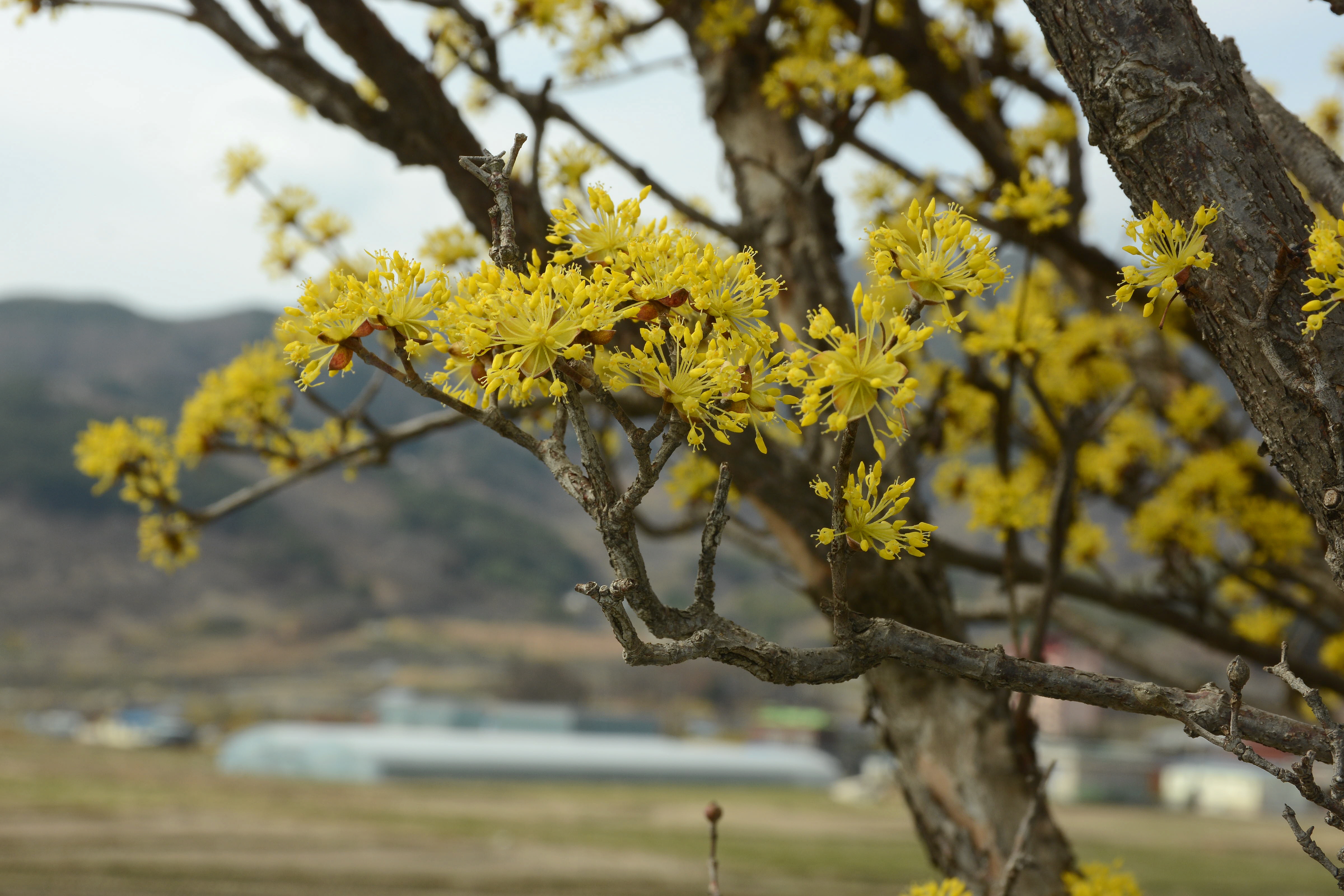 봄의 전령, 노란 산수유 꽃이 활짝 피었습니다. 이미지2